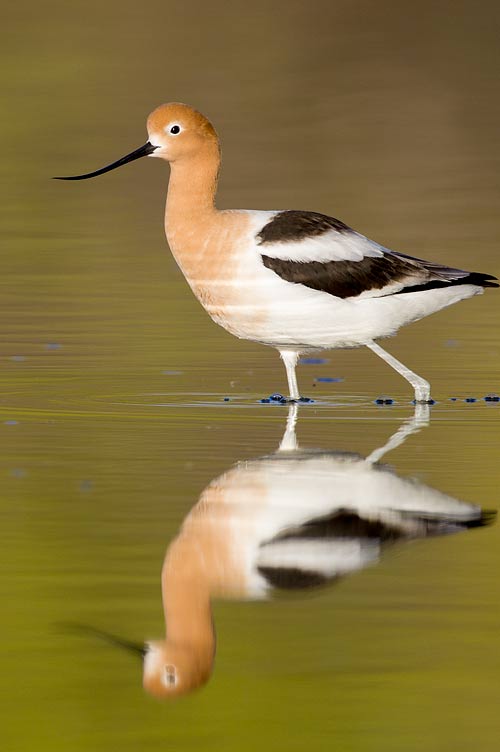 Avocet