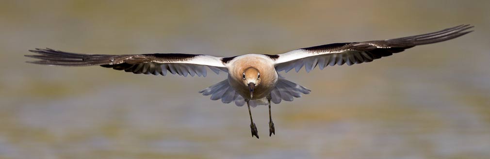 Avocet