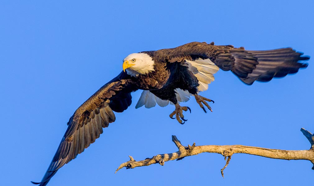 Bald Eagle