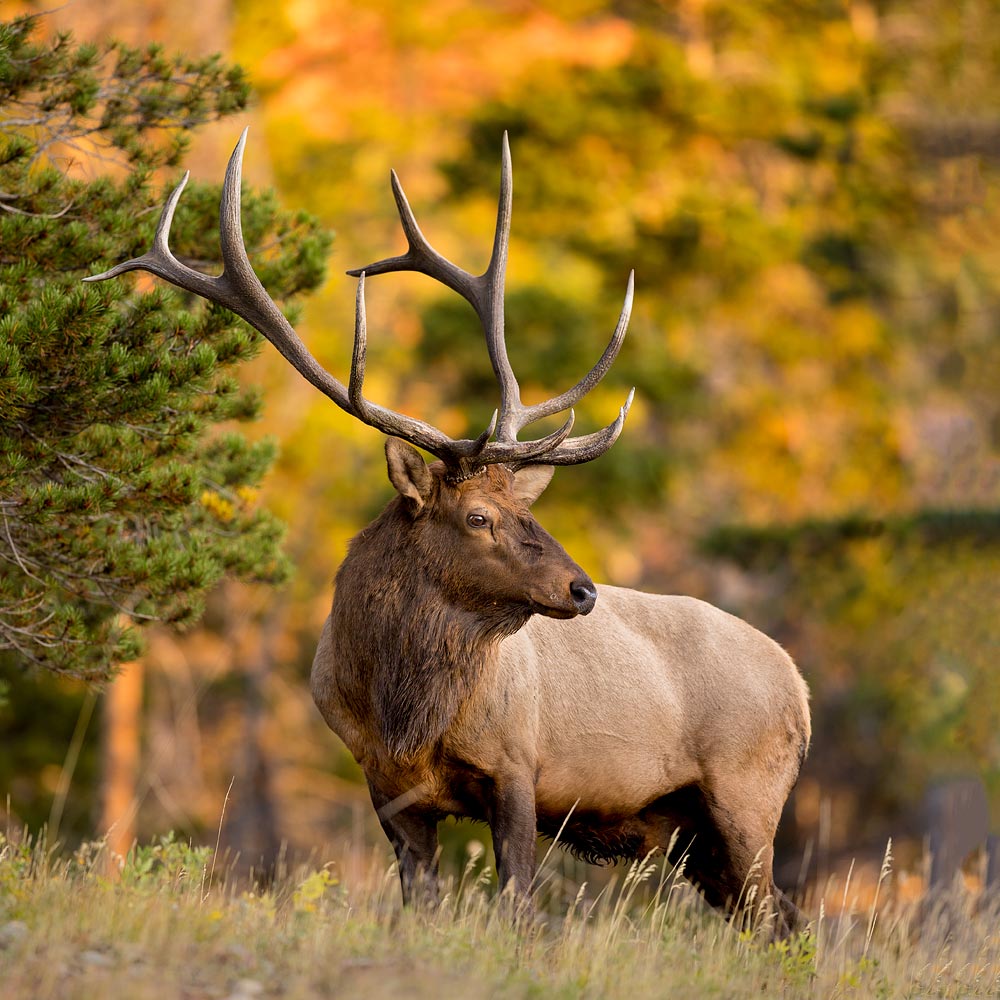 Elk
