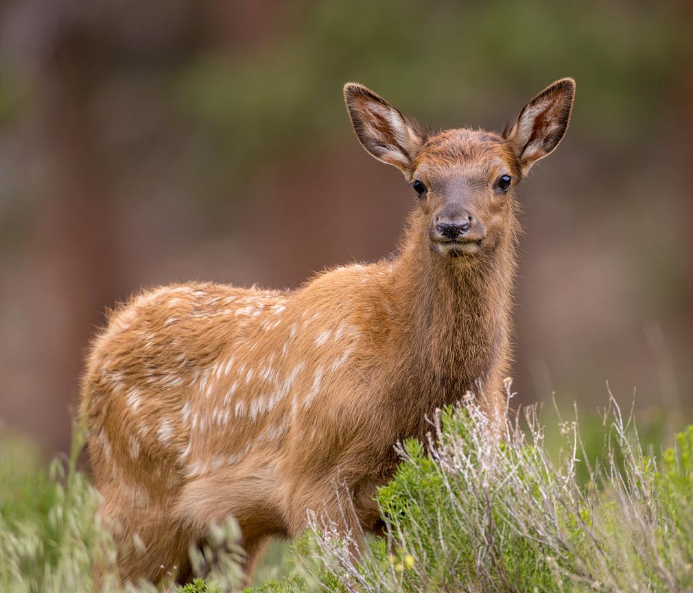 Elk