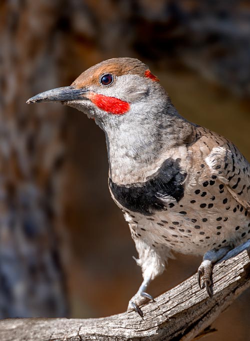 Northern Flicker