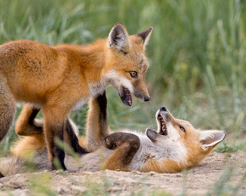 Red Fox