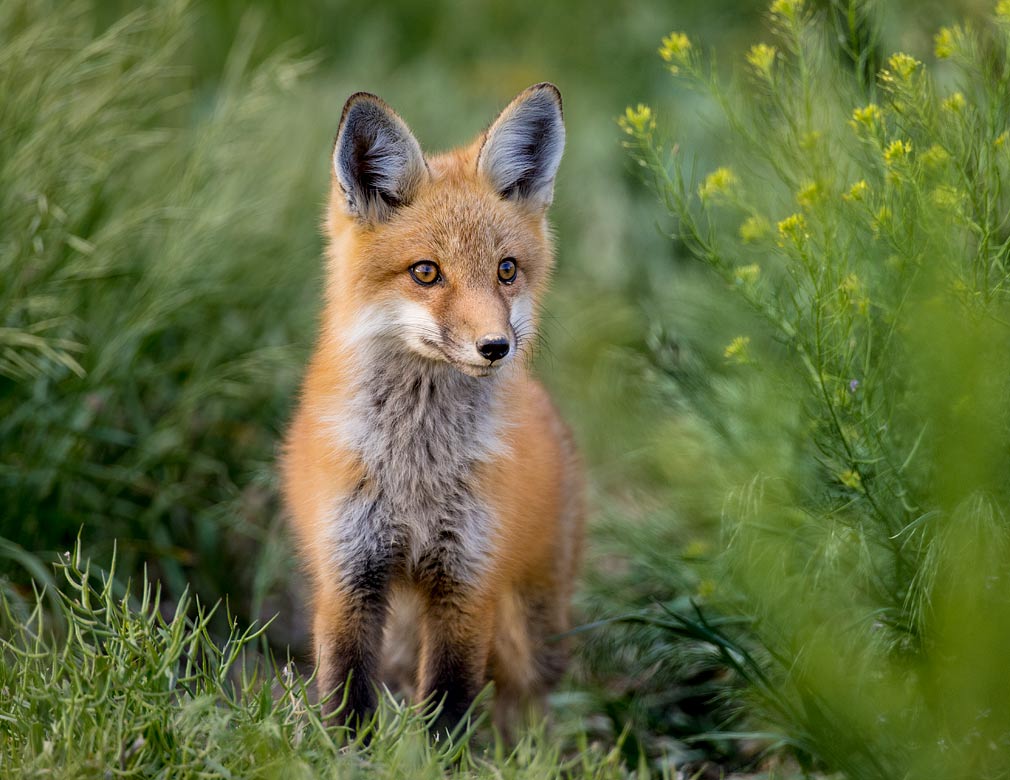 Red Fox