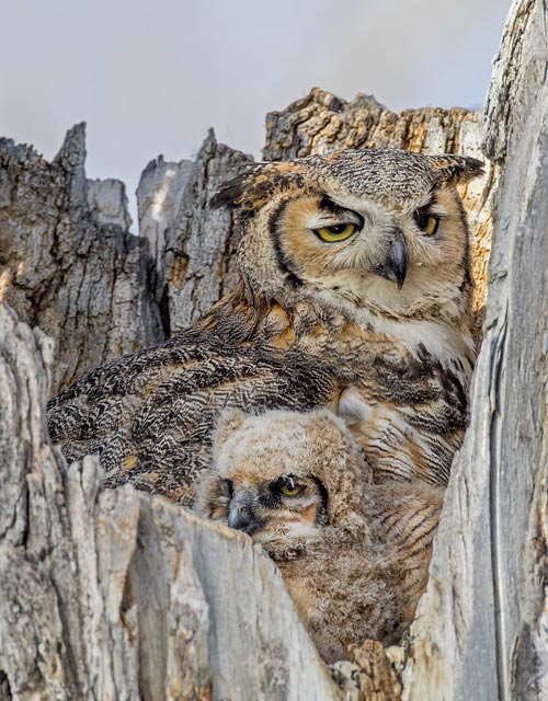 Great Horned Owl