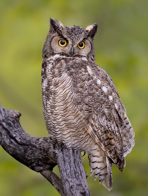 Great Horned Owl