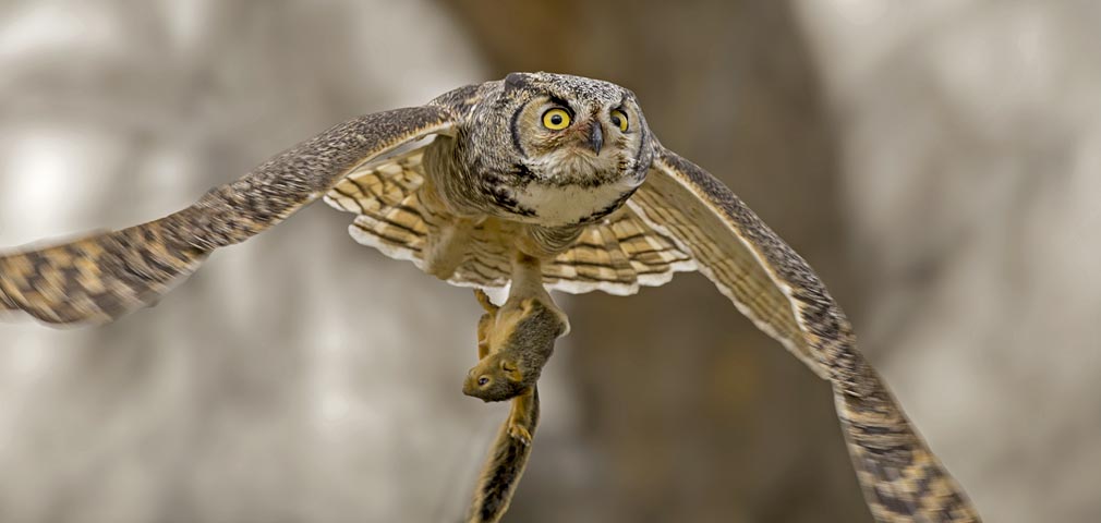 Great Horned Owl
