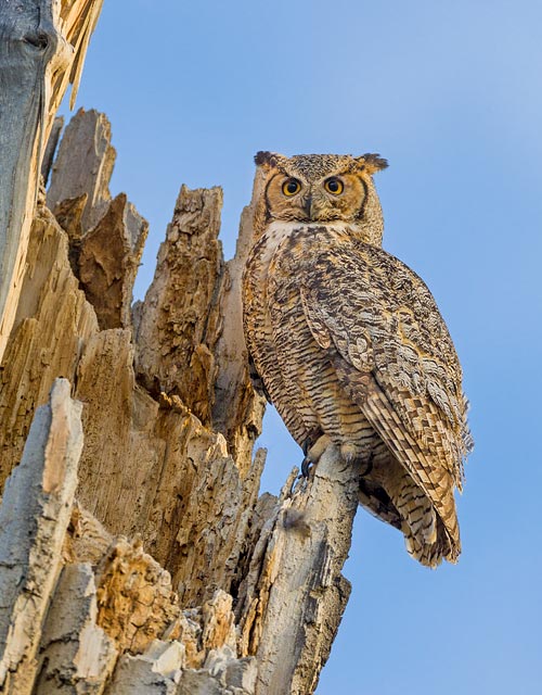 Great Horned Owl