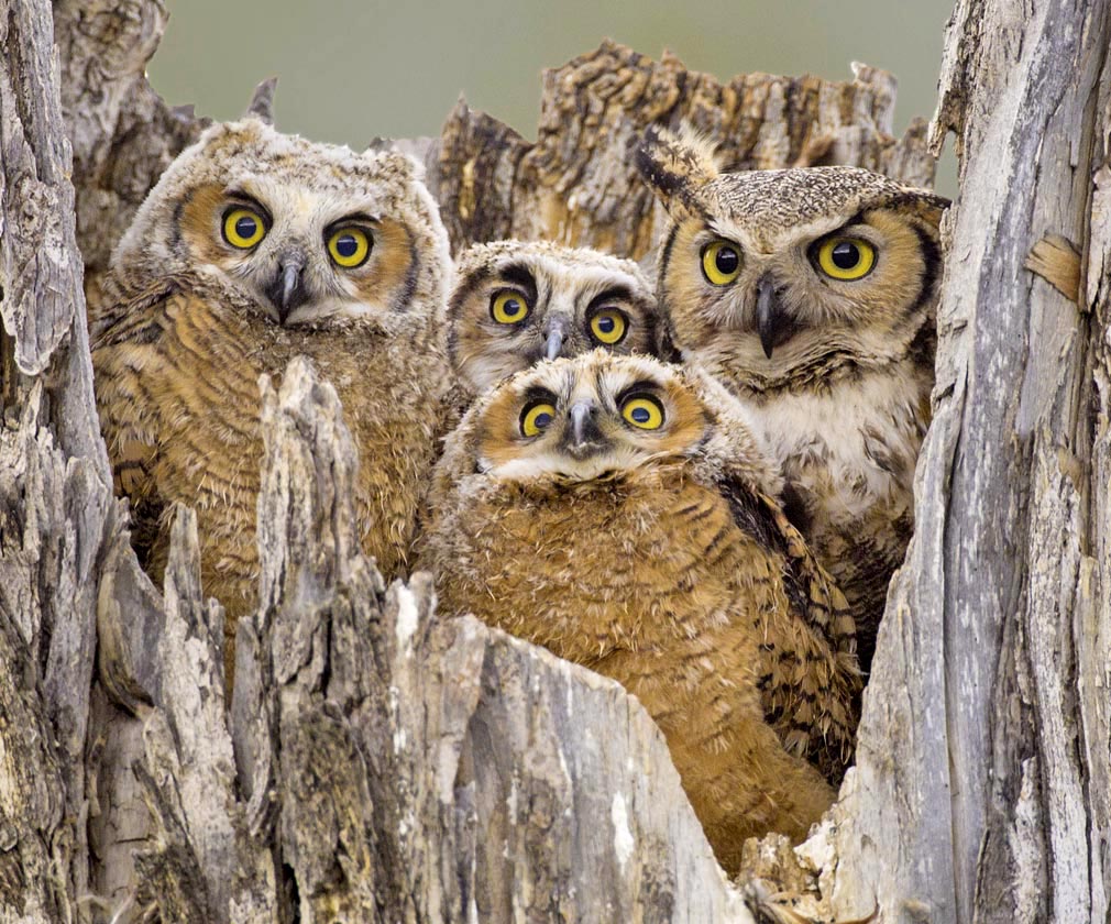 Great Horned Owl
