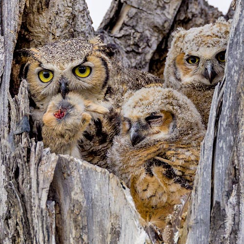 Great Horned Owl