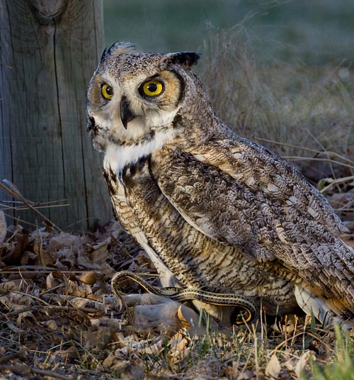 Great Horned Owl