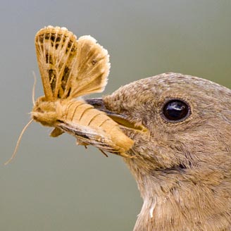 Mountain Bluebird