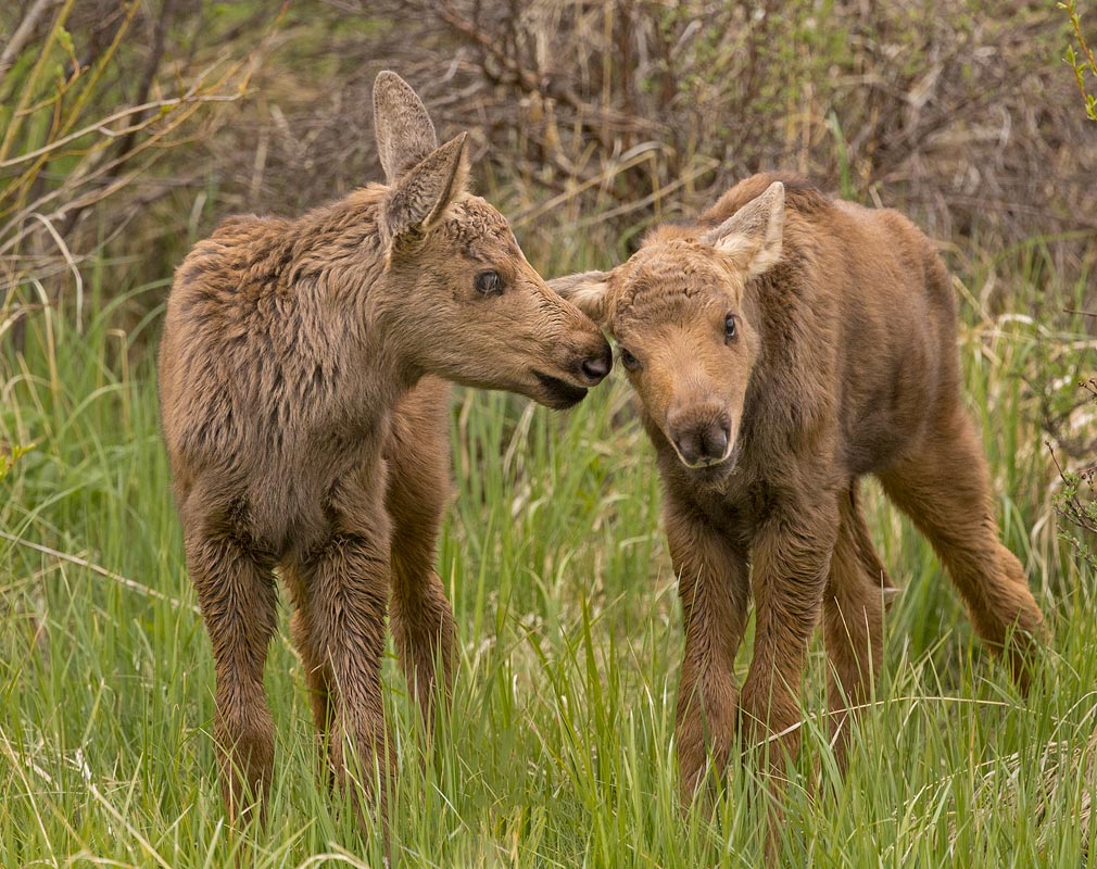 Moose