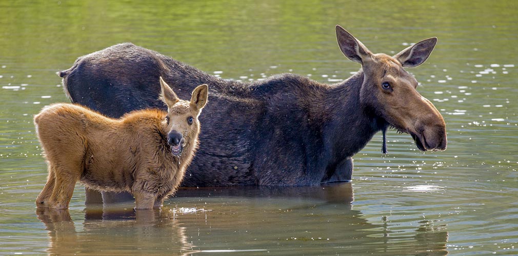 Moose