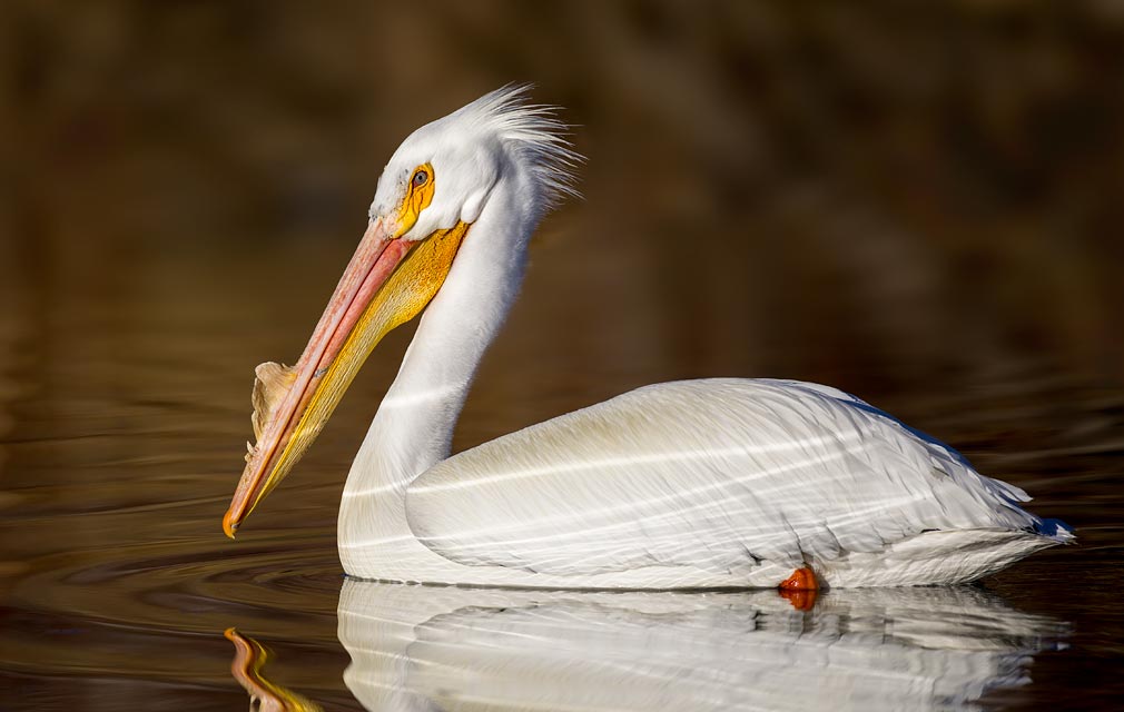 White Pelican