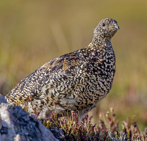 White-Tailed Ptarmigan