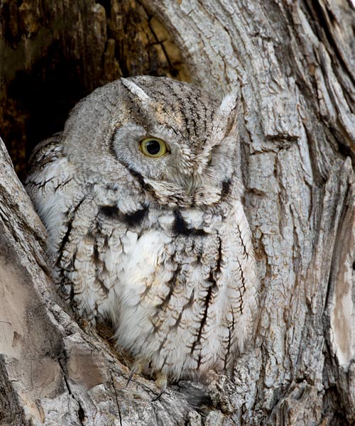 Eastern Screech Owl