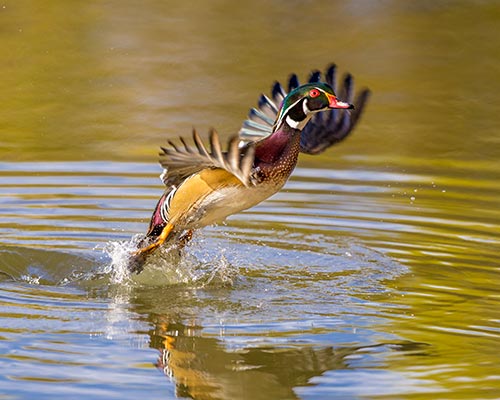 Wood Duck